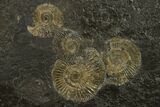 Ammonite Cluster (Dactylioceras) - Germany #131930-1